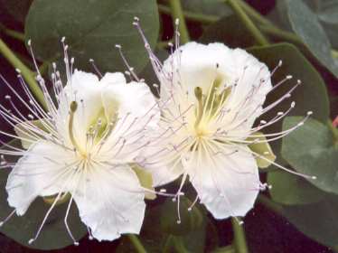 Capparis spinosa: Zwei Kapernblüten