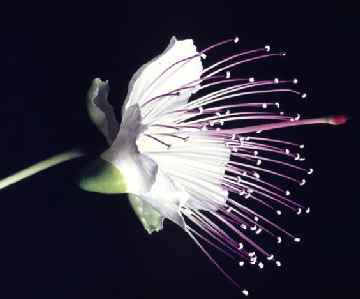 Capparis spinosa: Kapernblüte