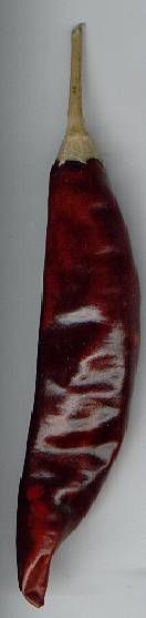 Capsicum annuum: chile pulla (Mexiko)