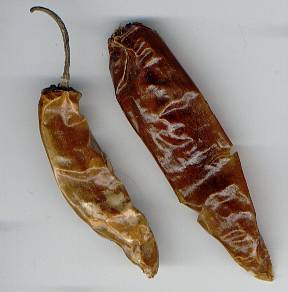 Capsicum annuum: costeno amarillo (Mexico)