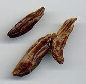 Capsicum frutescens: Dried Tobasco chillis (Mexico)