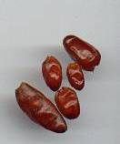 Capsicum annuum: Piquin chilli pepper fruits