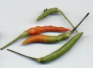 Capsicum annuum: Fresh Thai chilli peppers (Thailand)