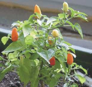 Capsicum annuum: Prairiefire chili pepper