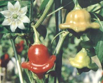 Capsicum baccatum var. pendulum: Bell-shaped aji chili (Hungary)