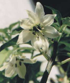 Capsicum annuum: Ancho-Blüte