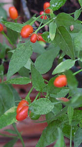Capsicum chacoense: Argentinan wild chili