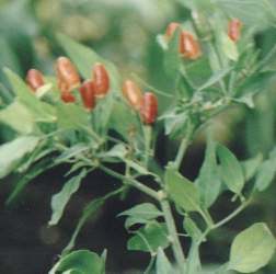 Capsicum chacoense (Argentina)