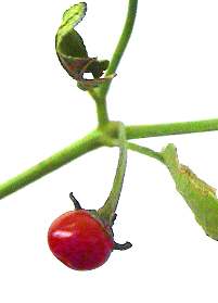 Capsicum cardenasii: Reife ulupika