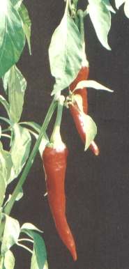 Capsicum annuum: European spicy paprika (Italy)