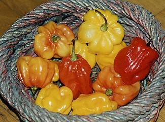 Capsicum chinense: Congo chile pepper?