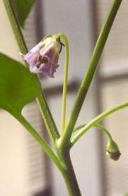 Capsicum cardenasii: Ulupika flower