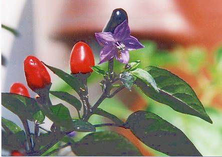 Capsicum annuum: Black Prince chile pepper