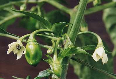 Capsicum chinense: Ose utoro Blüten (Nigeria)