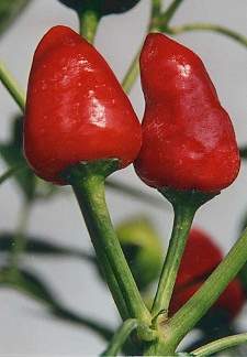 Capsicum annuum: Dundicuts (Chilli peppers from Pakistan)