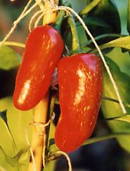 Capsicum annuum: Jalapeno chilli pepper