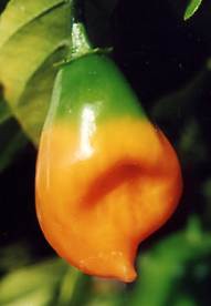Capsicum chinense: Ripening habañero chilli pepper