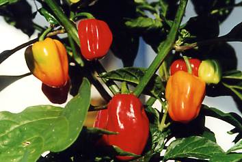 Capsicum chinense: Ose Utoro (Nigeria), reife Früchte