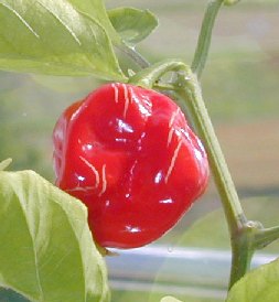 Capsicum chinense: Red Savina Habanero Hottest Chili Pepper