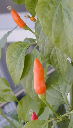 Capsicum frutescens: Tobasco chili plant