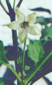 Capsicum frutescens: Tobasco-Blüte