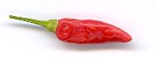 Capsicum frutescens: Melegueta chili pepper