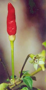 Capsicum frutescens: Melagueta chili and flower