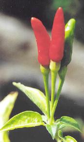 Capsicum frutescens: Melegueta chili pepper fruits