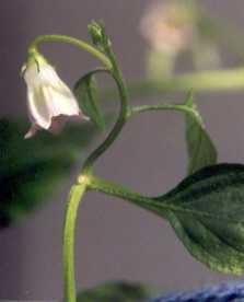 Capsicum cardenasii: Ulupika-Blüte