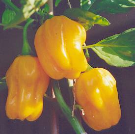 Capsicum chinense: Adjuma (Aji Umba) peppers