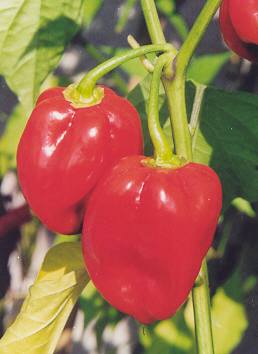 Capsicum chinese: Red Savina Habanero Peppers