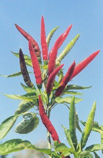 Capsicum annuum: Suryamukhi cluster chili