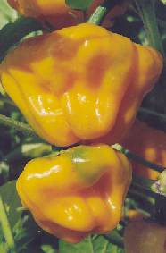Capsicum chinense: Scotch bonnet pepper