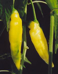 Capsicum baccatum var. pendulum: Inka Pepper