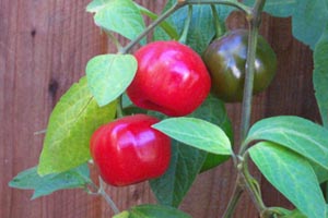 Capsicum pubescens: Rocoto chili, Manzano