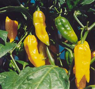 Capsicum chinense: Fatalii pepper