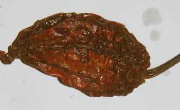 Capsicum chinense: Naga Jolokia (Bhut Jolokiya) superscharfer Chili aus Nordostindien (Tezpur/Assam)
