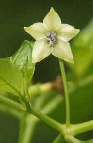 Capsicum frutescens: Kochi Miris flower (chili from Sri Lanka)