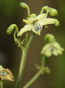 Capsicum frutescens: Blütenstand von Kochi Miris (srilankanischer Chili)