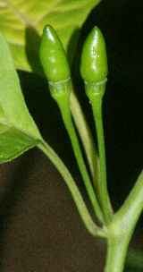Capsicum frutescens: Ripening kantari chile (Kerala)