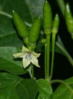 Capsicum frutescens: Blüte von kantari-Chili (Südindien)