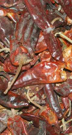 Capsicum annuum: Kashmir type chiles