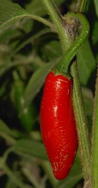 Capsicum annuum: Serrano chile