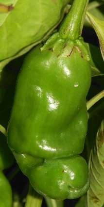 Capsicum annuum: Penis Pepper