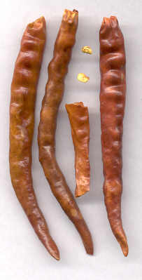 Capsicum annuum: Dried chile de arbol (Mexico)