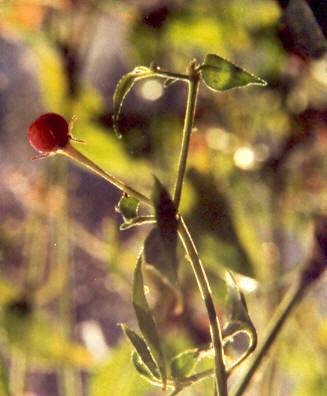 Capsicum cardenasii: Ulupica chilli (Bolivia)