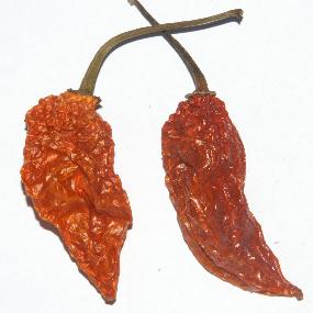 Capsicum chinense: Getrockneter bih jolokia (nagajolokia, বিহ জলকীয়া, >ভুট জলকীয়া, নাগা জলকীয়া)