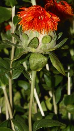 Carthamus tinctorius: Saflorblütenkopf