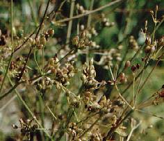Carum carvi: Caraway (plants with ripening fruits)