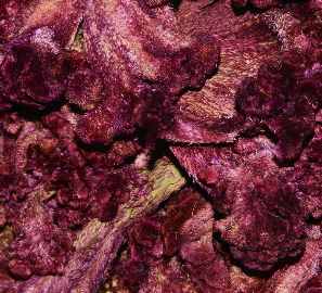 Celosia argentea: Dried cockscomb inflorescence